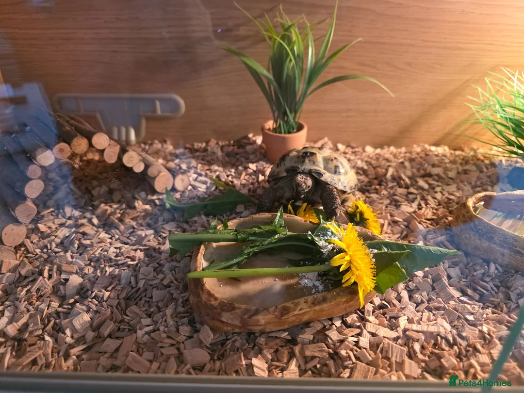 Hermann Tortoise reptiles for sale: Horsefield turtoise in Exmouth - Advert 3