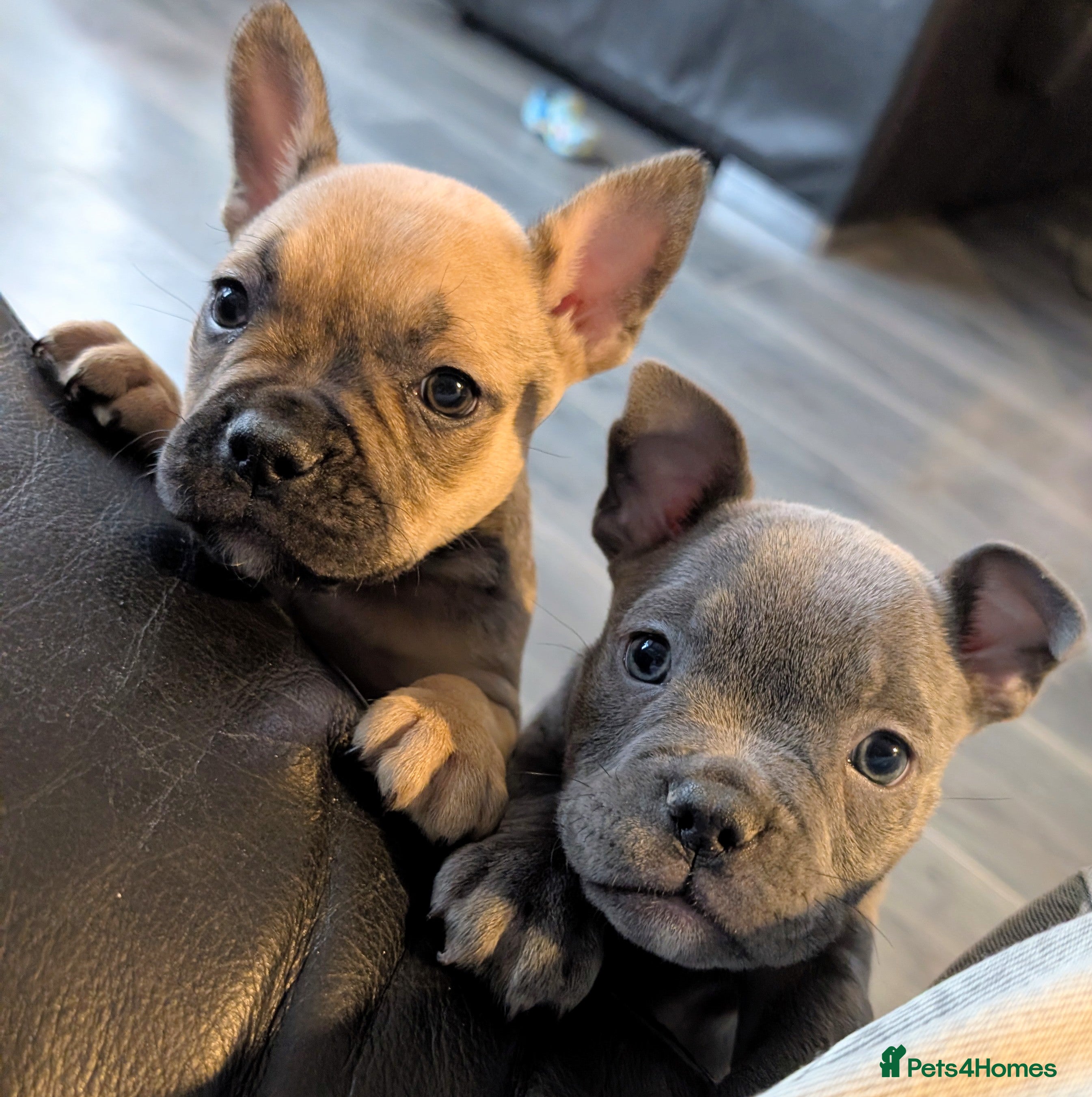 Mixed Breed dogs Beautiful french bulldog x pocket bully pups - Advert 16