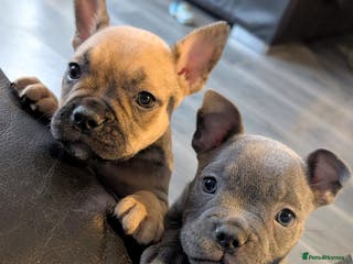 Mixed Breed dogs Beautiful french bulldog x pocket bully pups - Advert 4