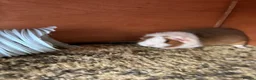 Guinea Pig rodents for sale: Five Guinea pigs - Advert 3
