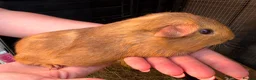 Guinea Pig rodents for sale: Ready to leave now 3 boars left - Advert 8