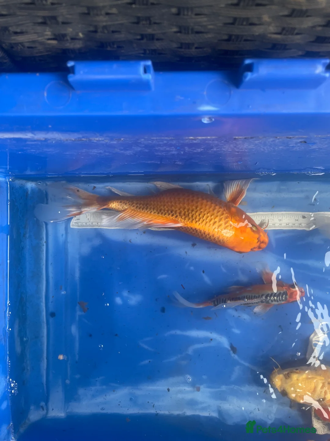 Koi Carp fish for sale: Koi carp and butterfly koi  - Advert 21