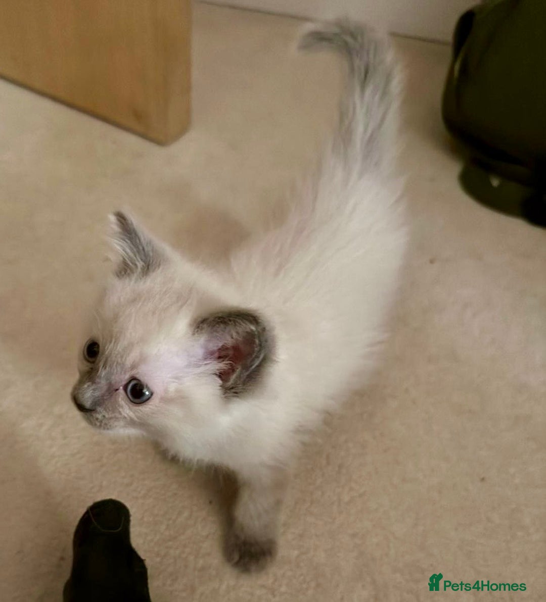 Ragdoll cats for sale: Exquisite Ragdoll Kittens Available - Advert 12