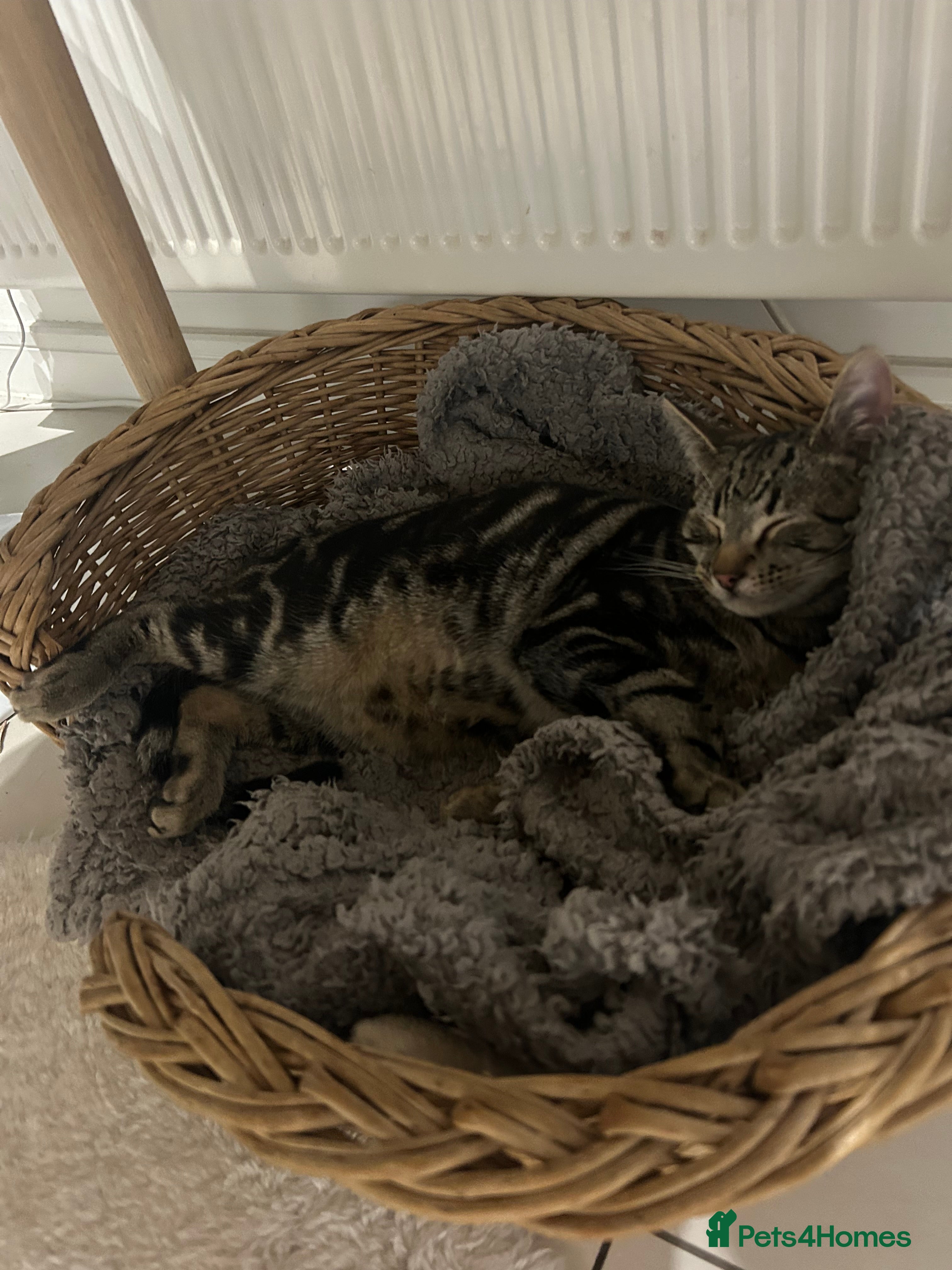 British Shorthair cats Mr. Tinky  - Advert 2