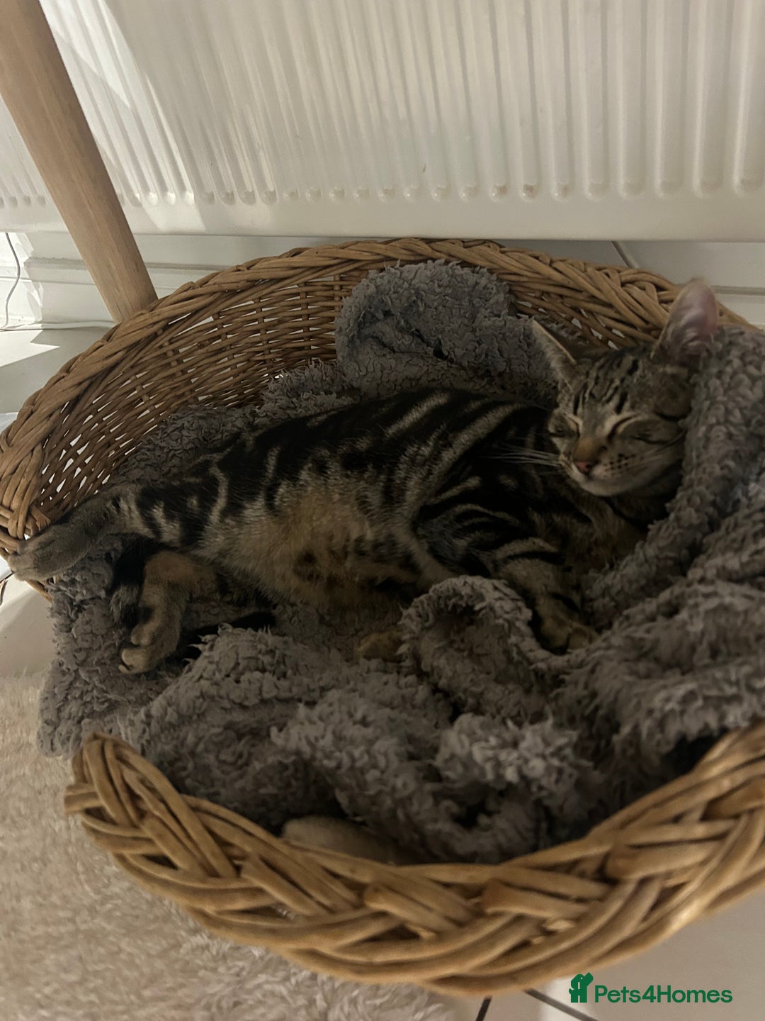 British Shorthair cats for sale: Mr. Tinky  - Advert 1