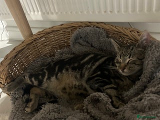 British Shorthair cats Mr. Tinky - Advert 2