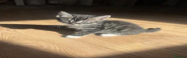 Bengal 4