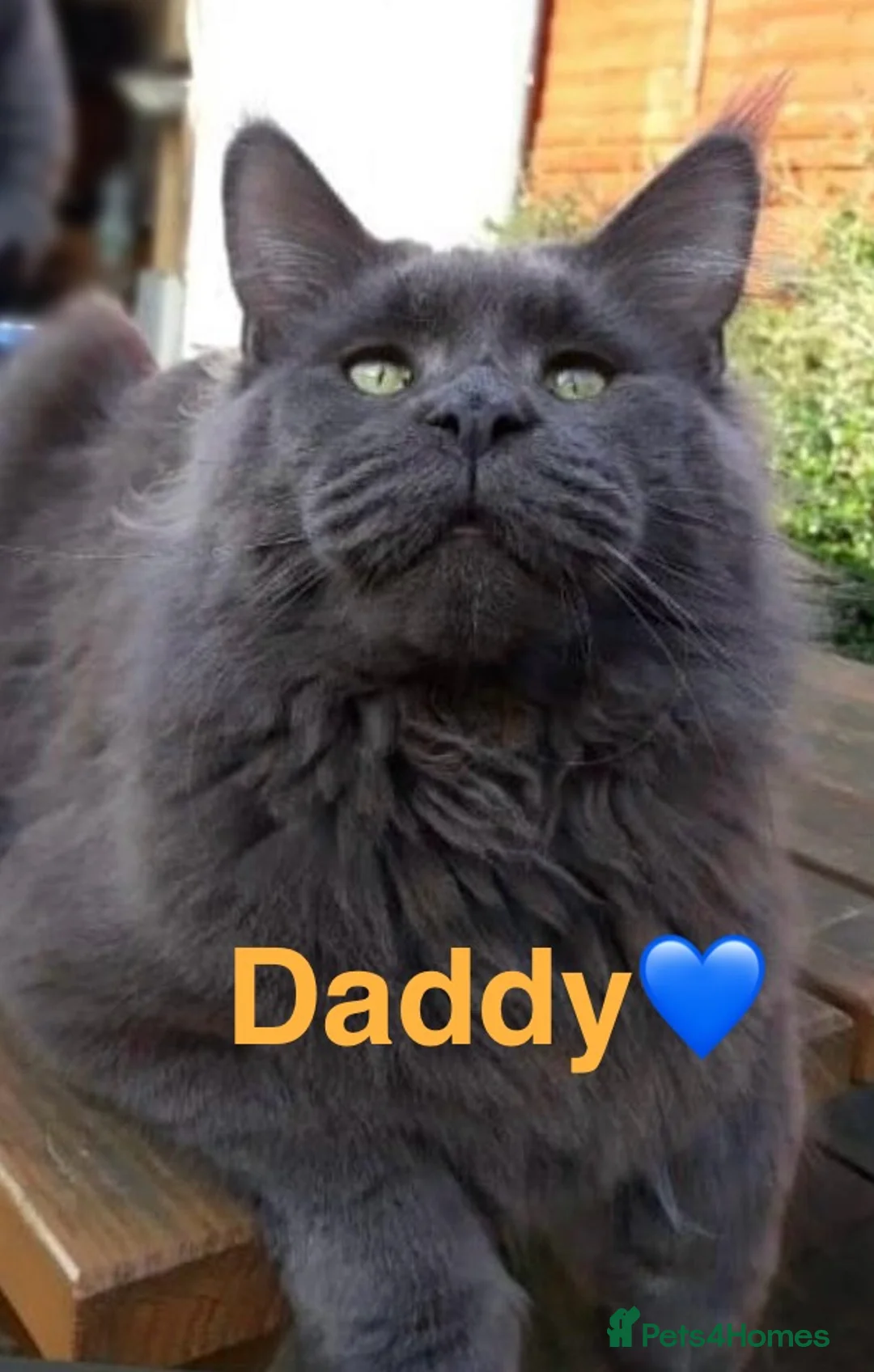 Maine Coon cats for sale: Champions - Bloodline Purebred Maine Coon Kittens - Advert 9