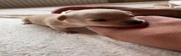 Chihuahua dogs for sale: Beautiful Chihuahua Puppies - Advert 5
