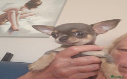 Chihuahua dogs for sale: 2 male Chihuahuas back for sale reduced to 995  in Huntingdon - Image 13