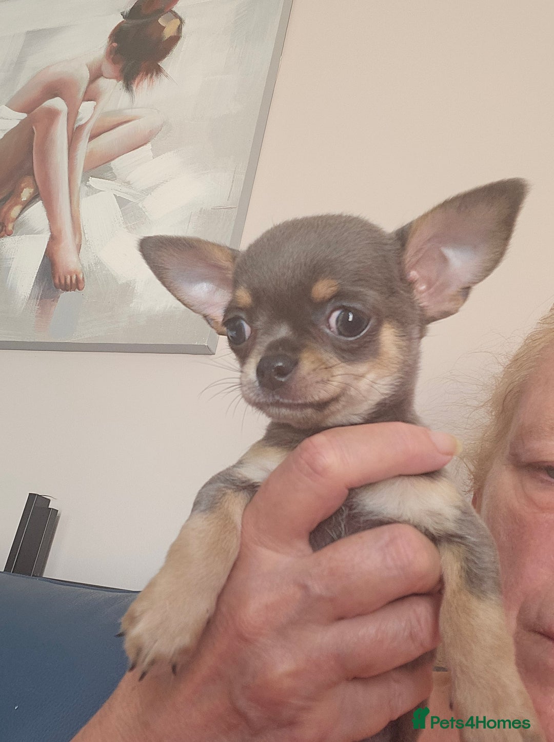 Chihuahua dogs for sale: 2 male Chihuahuas back for sale reduced to 995  in Huntingdon - Image 13