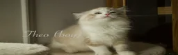 Ragdoll cats for sale: TICA championship Ragdoll Kittens  in London - Advert 25