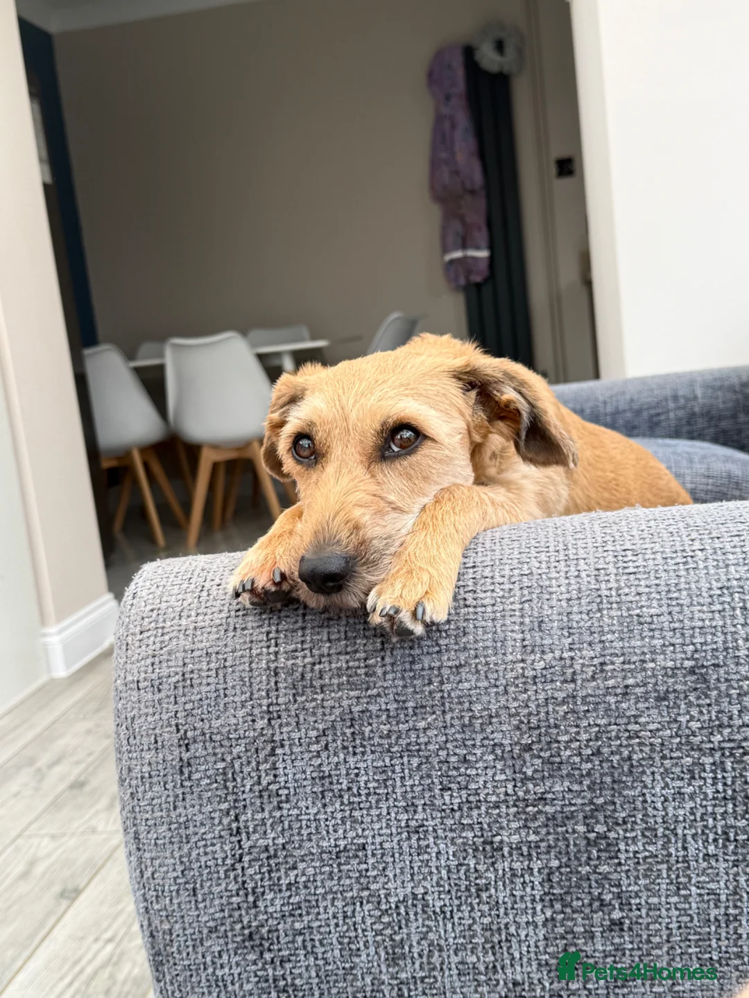 Mixed Breed dogs for adoption: Border terrier x Schanuzer Penny - Advert 2