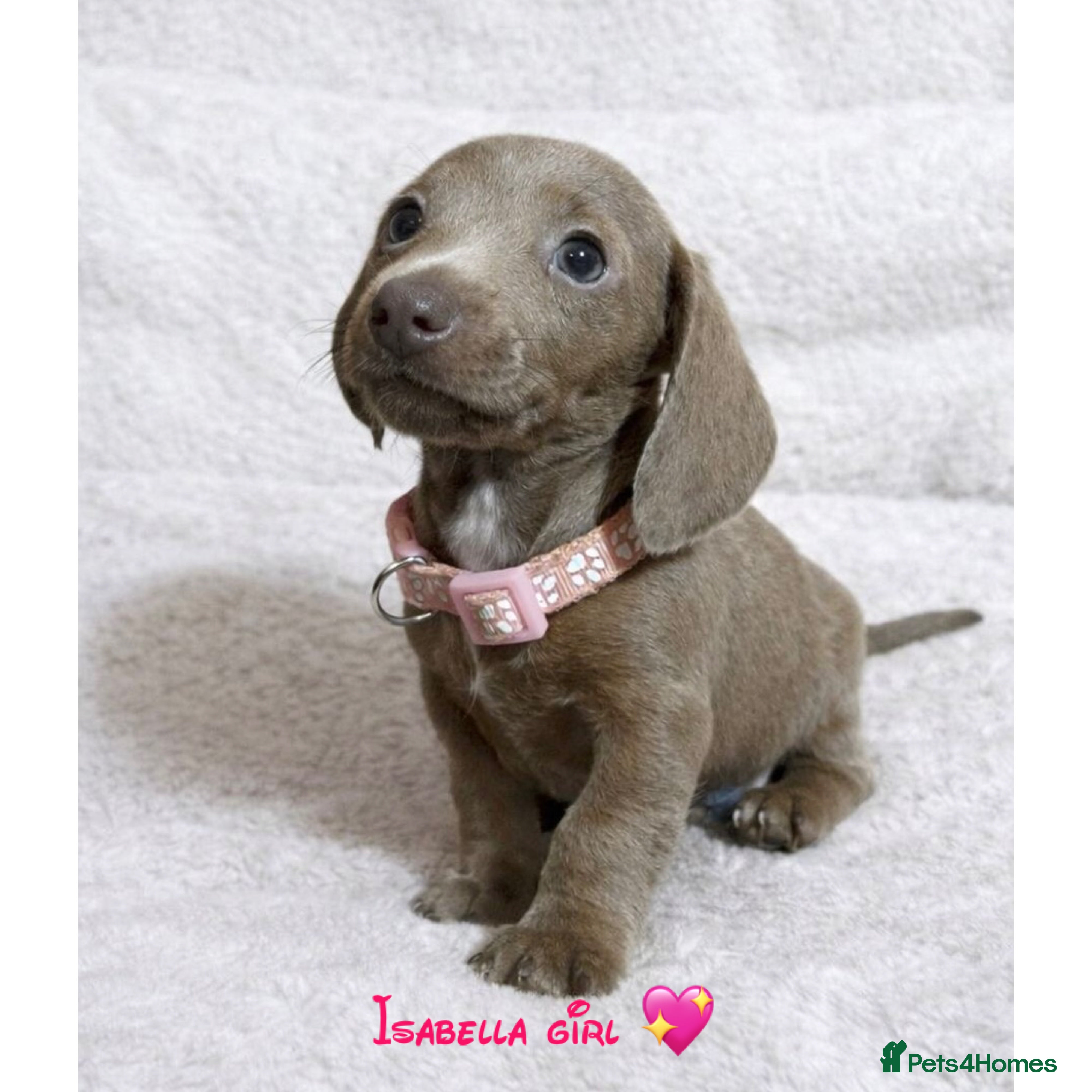 Miniature Dachshund dogs Miniature dachshund puppies - Advert 4