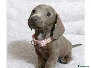 Miniature Dachshund dogs Miniature dachshund puppies - Advert 4