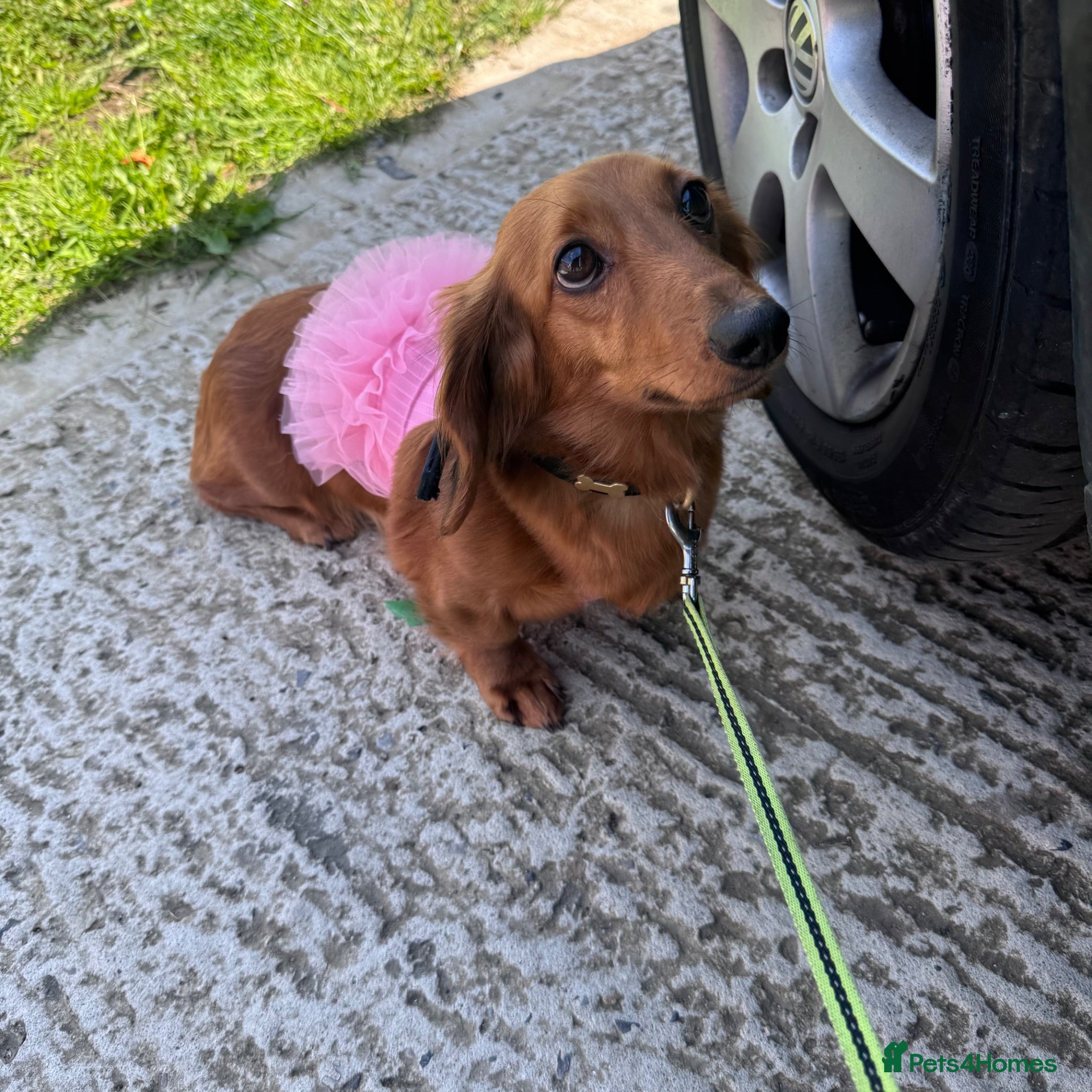 Dachshund dogs Miniature long-haired dachshund - Advert 2