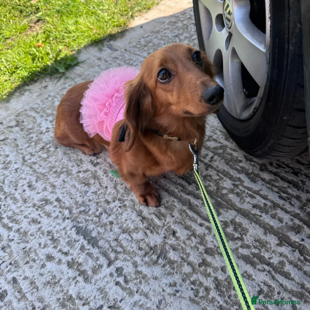 Dachshund dogs for sale: Miniature long-haired dachshund - Advert 1