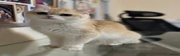 British Shorthair cats for sale: GCCF registered BSH Chocolate Golden Kittens - Advert 3
