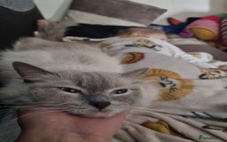Ragdoll cats for sale: Last Girl Blue point - Ready Now   - Image 9