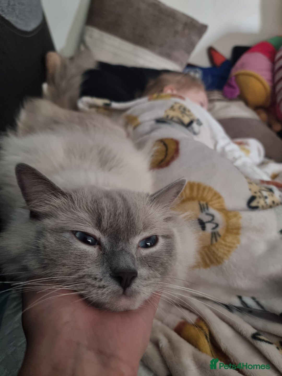 Ragdoll cats for sale: Last Girl Blue point - Ready Now   - Image 9