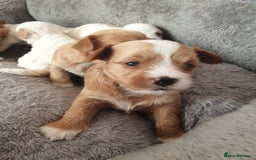 Maltipoo dogs for sale: 6 Pedigree Club registered Maltipoo puppies - Image 7