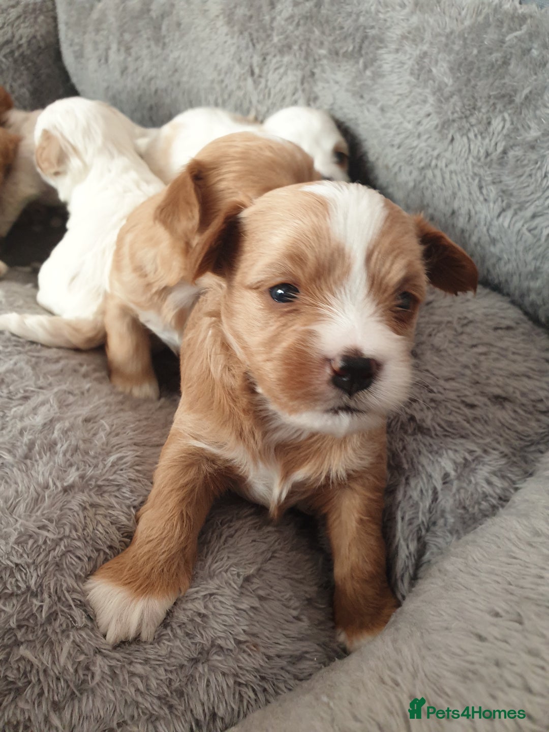 Maltipoo dogs for sale: 6 Pedigree Club registered Maltipoo puppies - Image 7