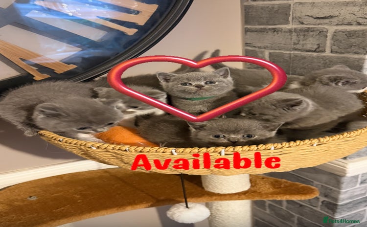 British Shorthair cats - Advert 1