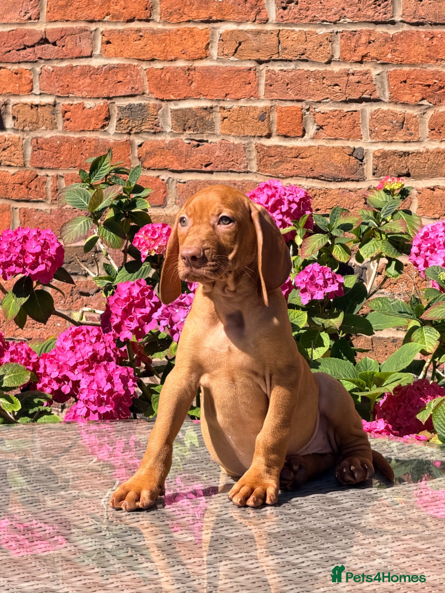 Hungarian Vizsla dogs Premium Male Hungarian Vizsla Puppies  - Advert 1
