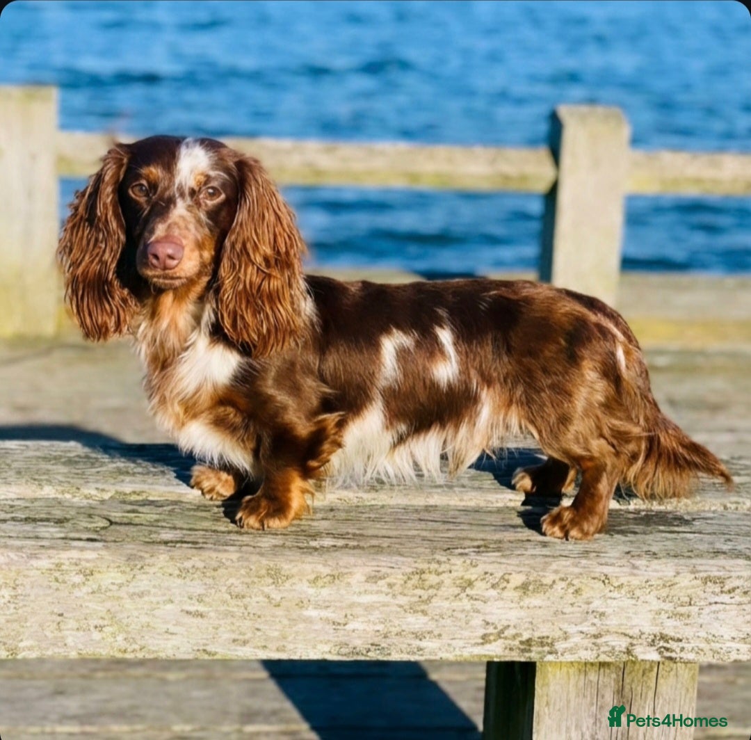 Miniature Dachshund dogs ⭐️STUNNING KC REG CHOCOLATE DAPPLE STUD⭐️ - Advert 2