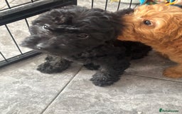 Mixed Breed dogs for sale: final reduction to find forever home  - Image 32