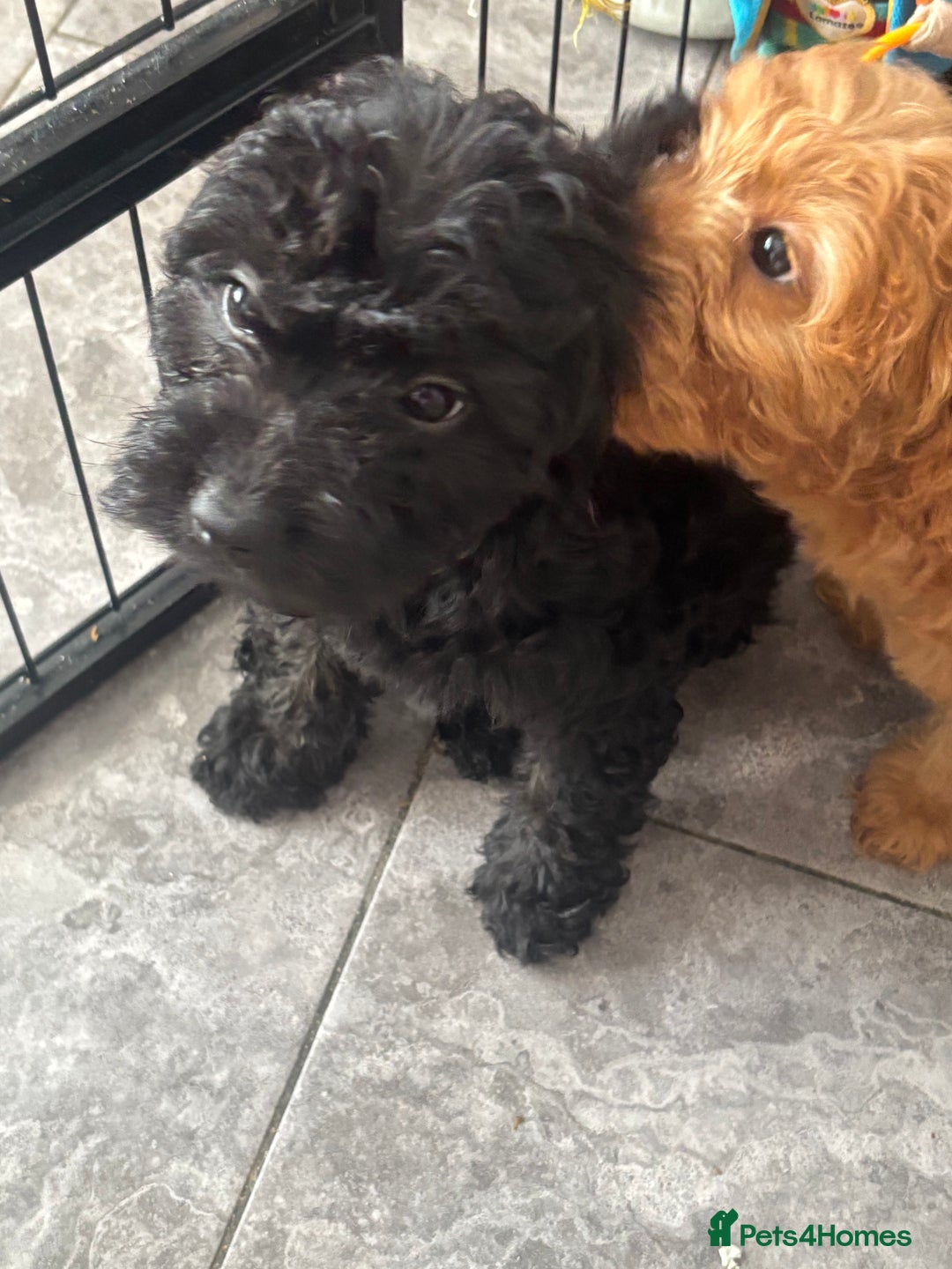Mixed Breed dogs for sale: final reduction to find forever home  - Image 32