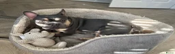 French Bulldog dogs for sale: Male and female frenchie  - Advert 3