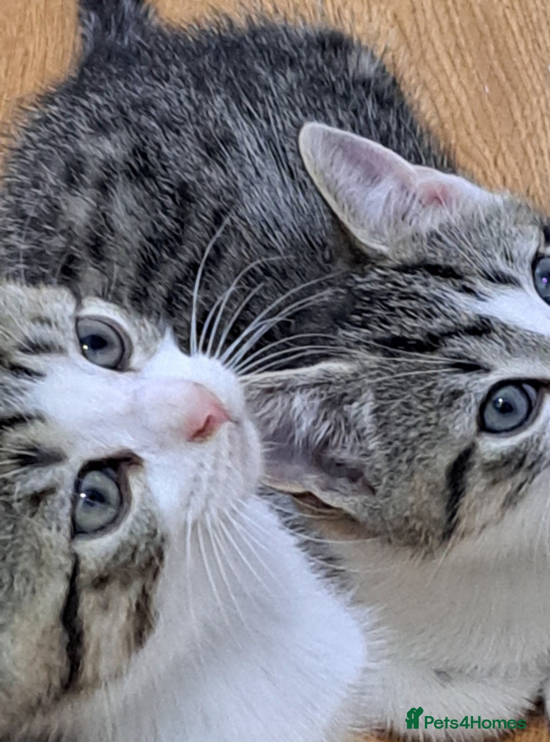 Bengal cats for sale: 3 Beautiful Kittens - Image 15