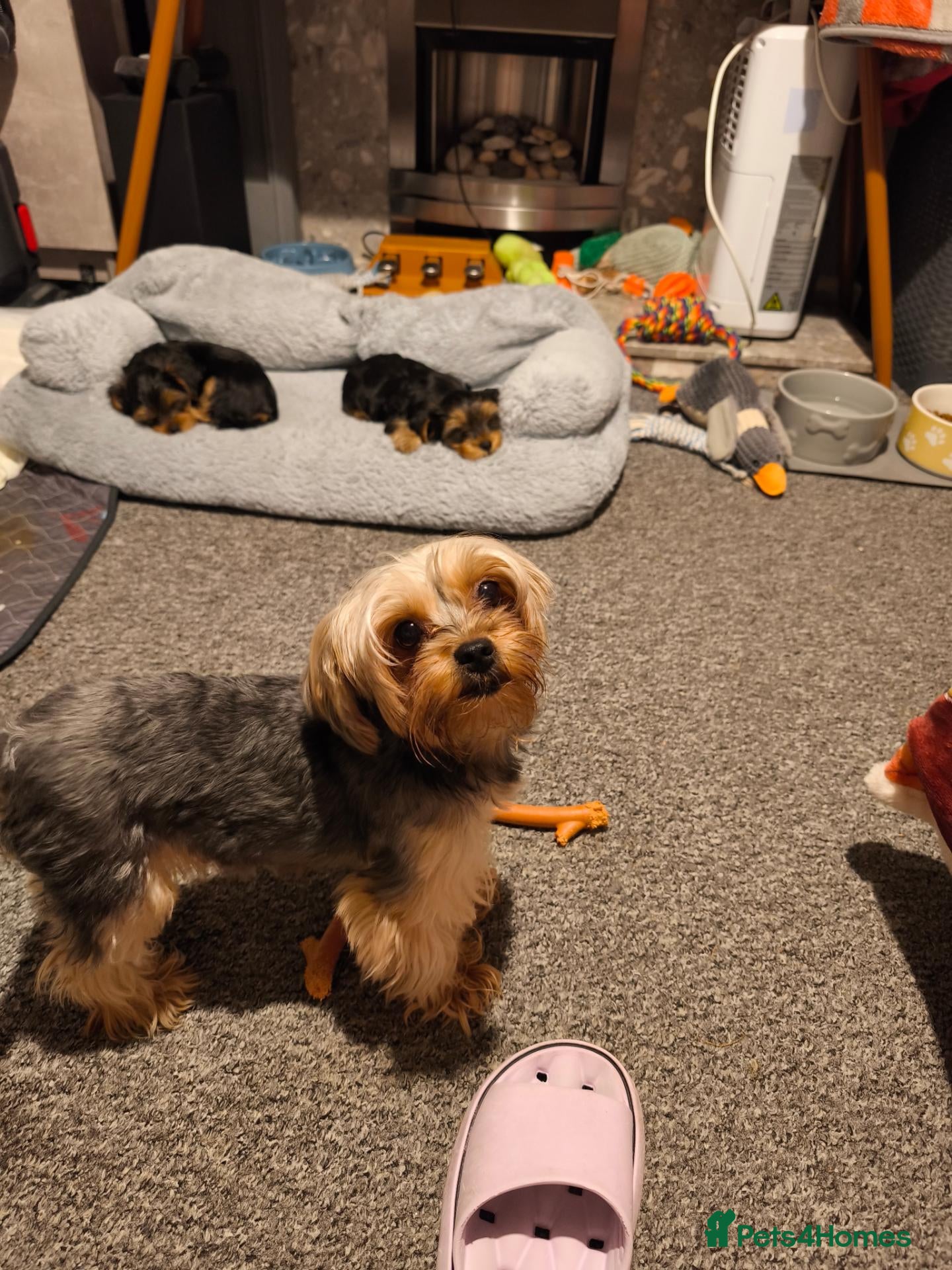 Yorkshire Terrier dogs Beautiful Yorkshire Terrier Pupp – 2 Girls & 1 Boy - Advert 1