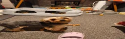 Yorkshire Terrier dogs for sale: Beautiful Yorkshire Terrier Pupp – 2 Girls & 1 Boy - Advert 1