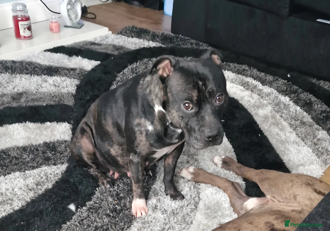 Mixed Breed dogs for sale: Female Staffy X Alapaha Blue Blood Bulldog Pups - Advert 15