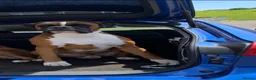 Boxer dogs for sale: KC REG HEART SCORE 0 DM CLEAR BOXER PARENTS - Advert 10