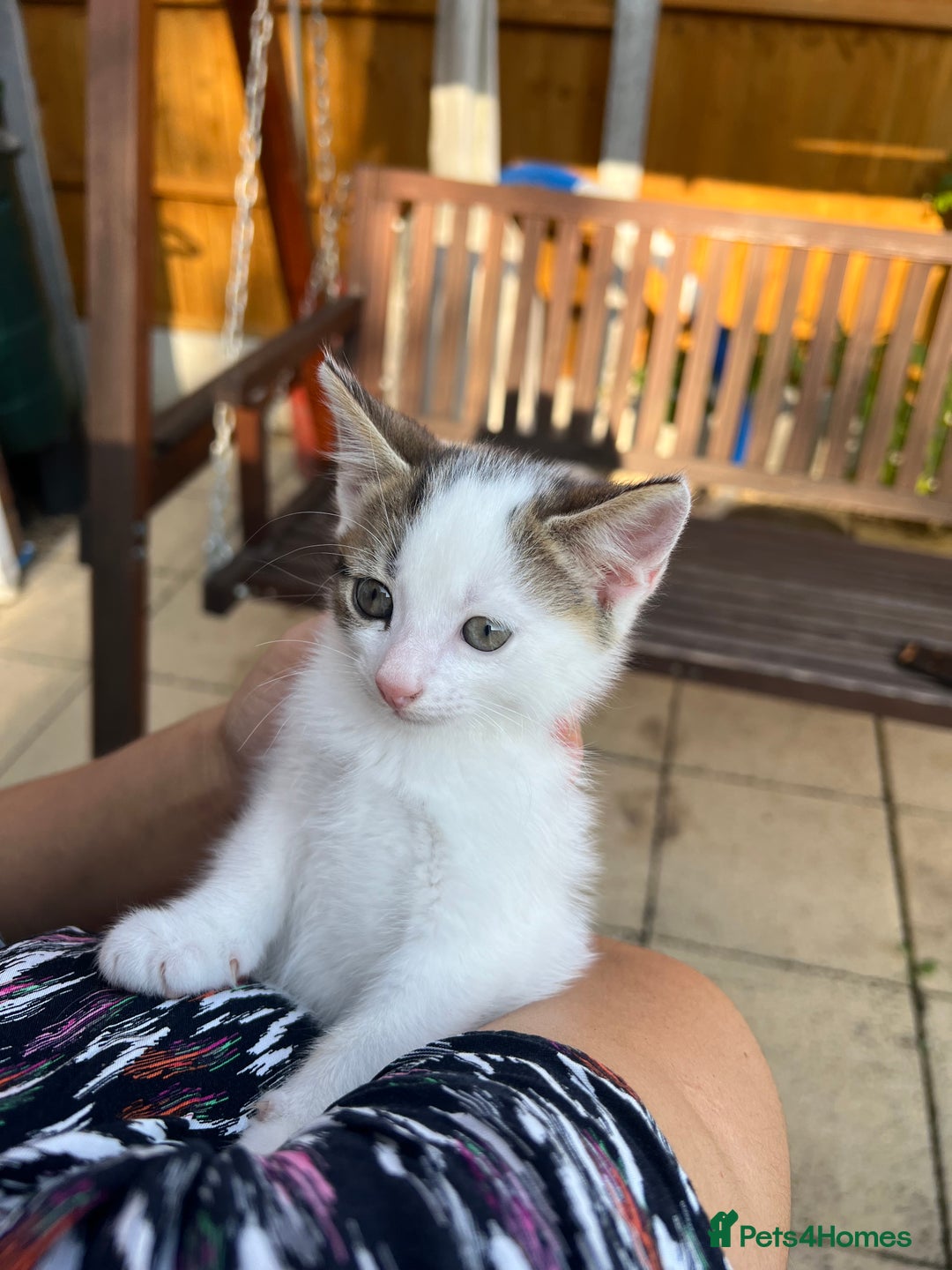 Mixed Breed cats for sale: Mixed fluffy kittens  - Image 4