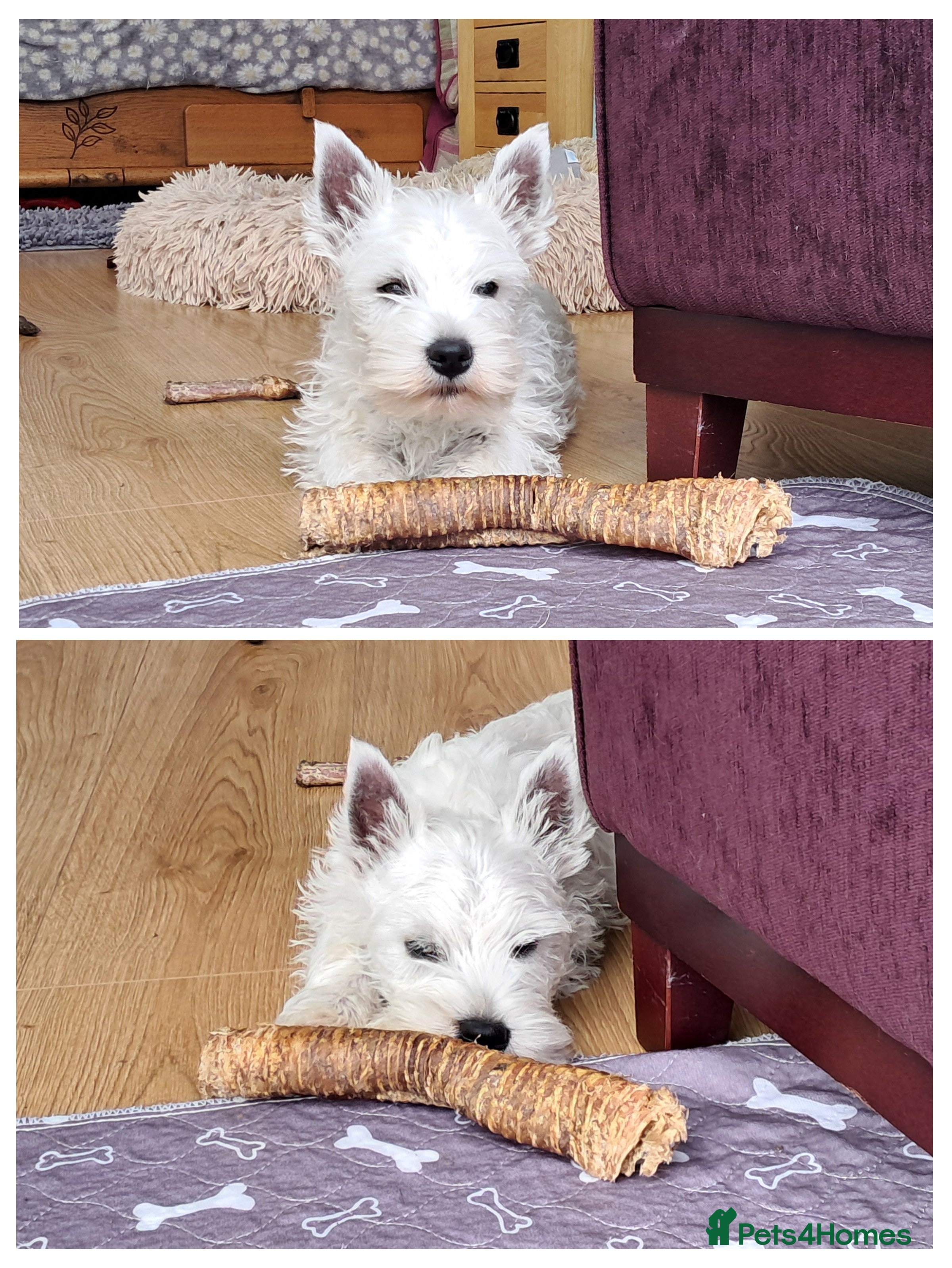 West Highland Terrier dogs West highland white terrier  - Advert 2