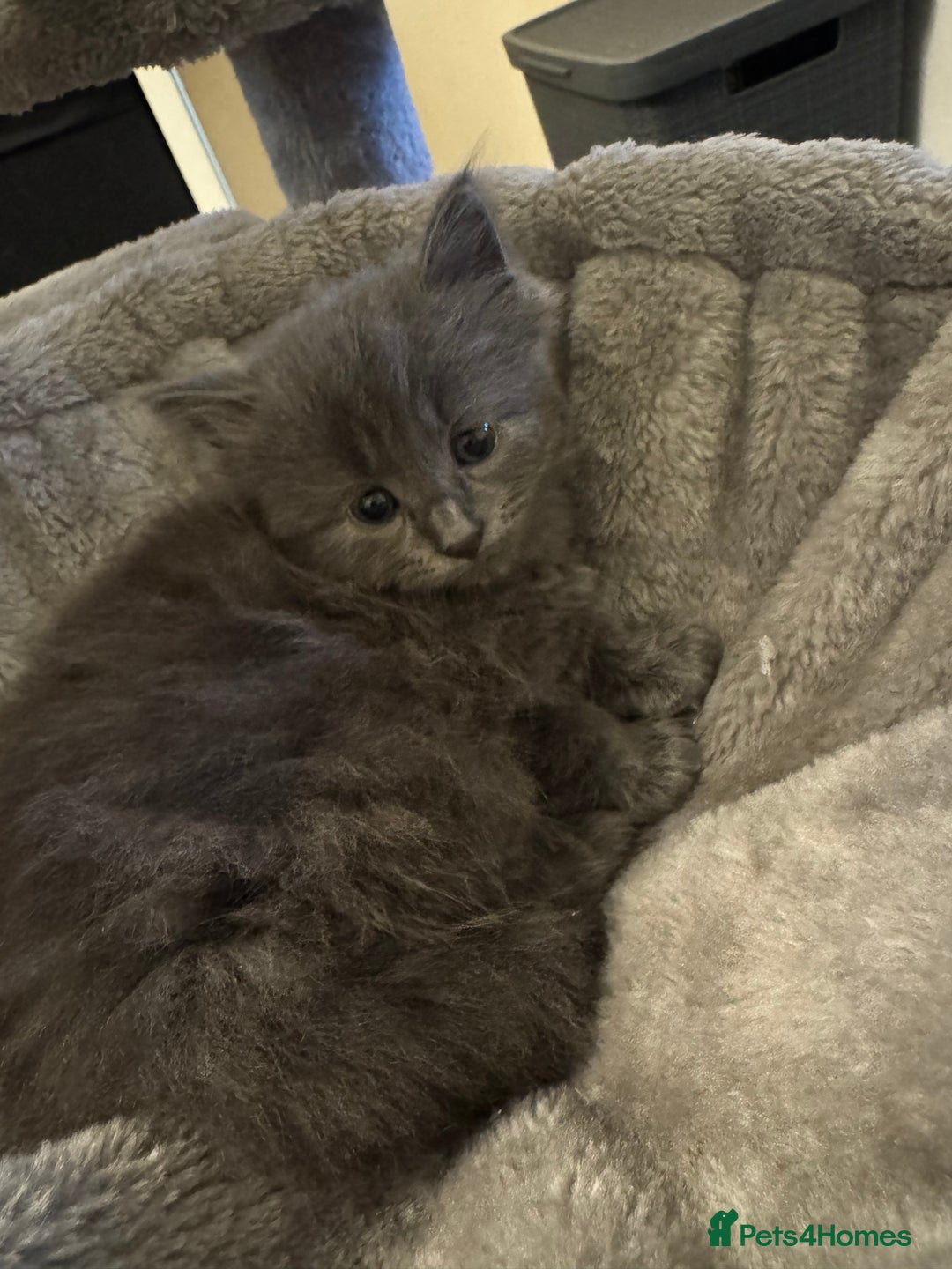 Russian Blue cats for sale: Blue Russian mix - Image 10