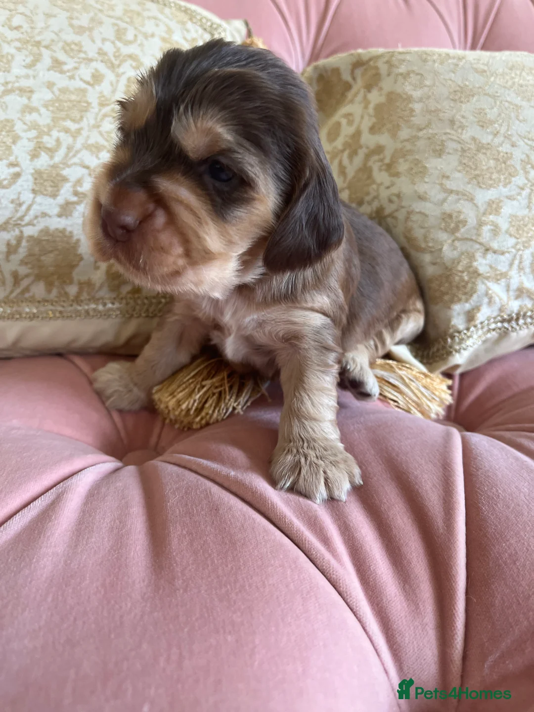 Cocker Spaniel dogs for stud: KC Superb example Classic SHOW Cocker Stud in Ruthin - Advert 25