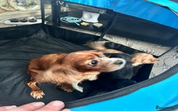 Cavapoo dogs for sale: Adorable cavapoo pups  - Advert 2