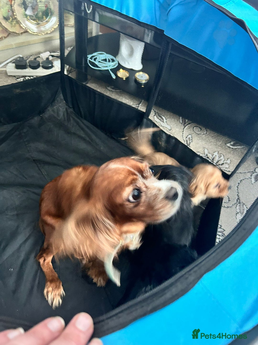 Cavapoo dogs for sale: Adorable cavapoo pups  - Advert 2