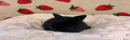 Mixed Breed rabbits for sale: Five beautiful Mini lops x English spot  - Advert 4