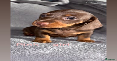 Miniature Dachshund dogs - Advert 7