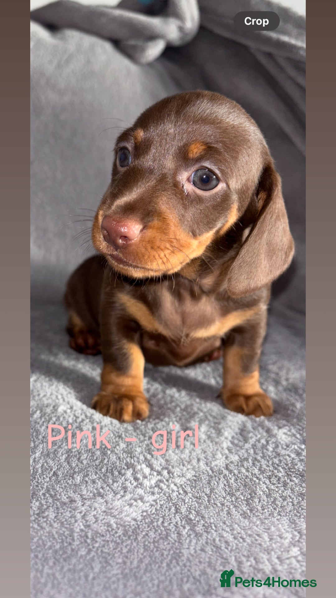 Miniature Dachshund dogs for sale: One male left. LAST PUP Miniature dachshund!  - Image 2
