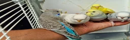 Budgerigars birds for sale: Super silly hand tamed baby budgies  - Advert 22