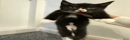 Mixed Breed cats for sale: 3 girls looking for new homes in Doncaster - Advert 2