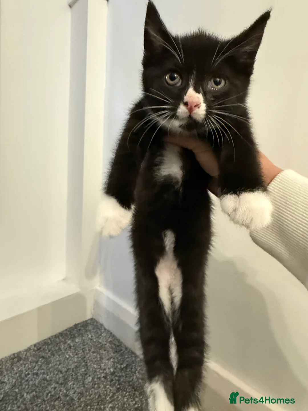 Mixed Breed cats for sale: 3 girls looking for new homes in Doncaster - Advert 2