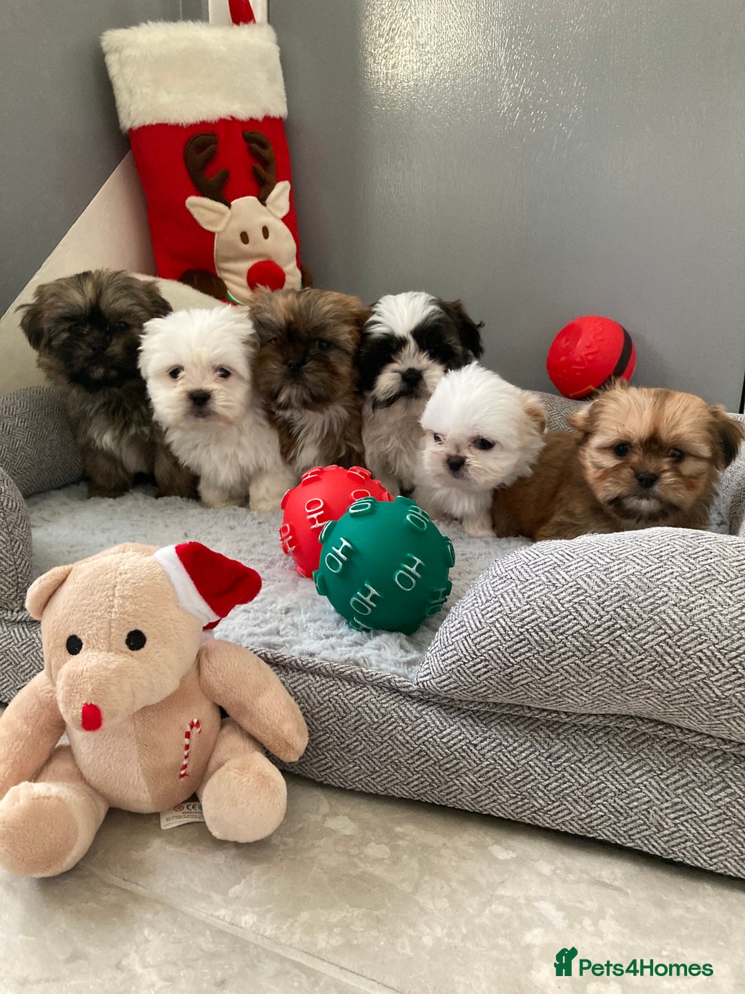 Shih Tzu dogs for sale: Beautiful Shiah tzu puppies  - Advert 1